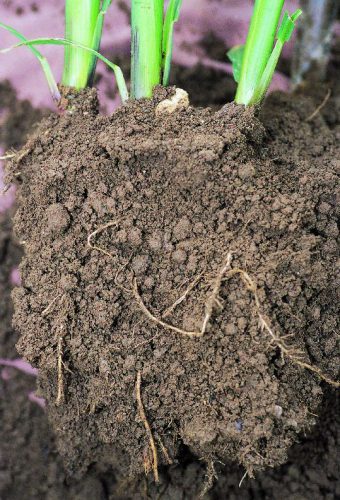 Loamy soil