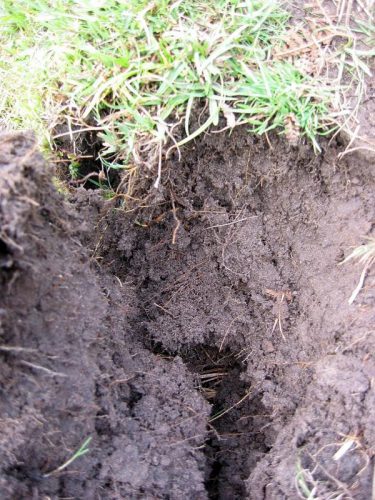 Sandy soil